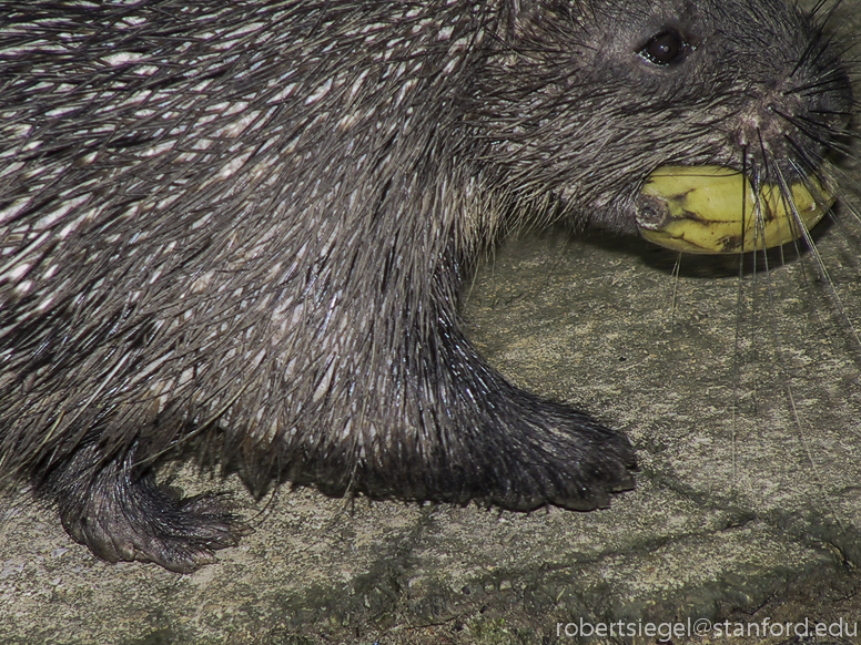 porcupine with banana